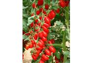 Колліна F1 - томат індетермінатний, 250 насіння, Esasem Італія фото, цiна
